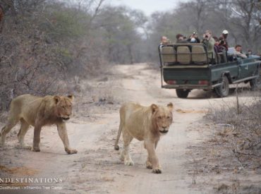 The notorious Hercules Pride has been spotted again on the Africa on Foot and nThambo Tree Camp traverse, where this elusive and not-so-friendly pride has been seen intermittently for the last 18 months. The last we saw of these lions was 2 months ago when we reported a little drizzle of rain and the unexpected […]