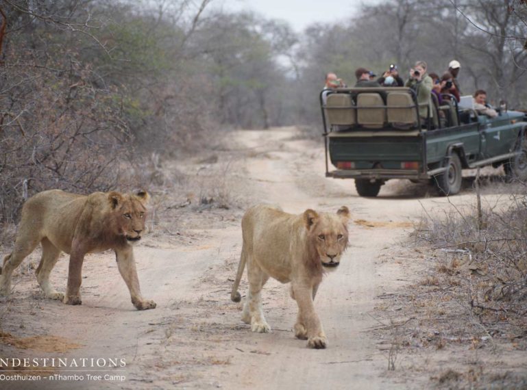 Hercules Pride Spotted Again & the “Cubs” are Growing!