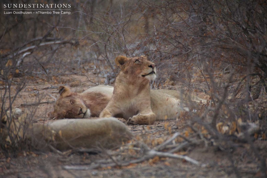 Hercules Pride seen this morning at nThambo Tree Camp