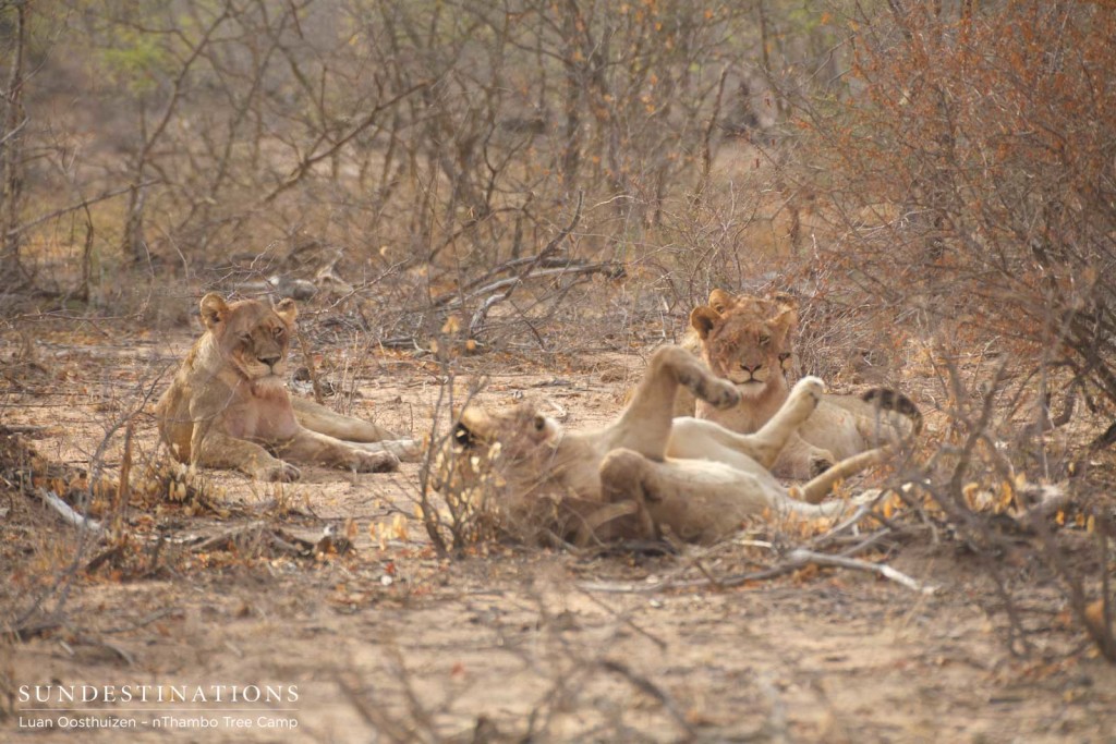 Hercules Pride seen this morning at nThambo Tree Camp