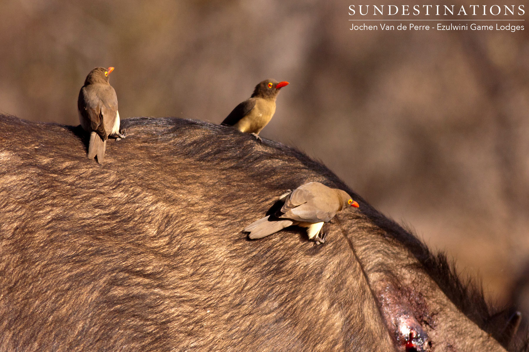 Flock of Oxpeckers on Buffalo