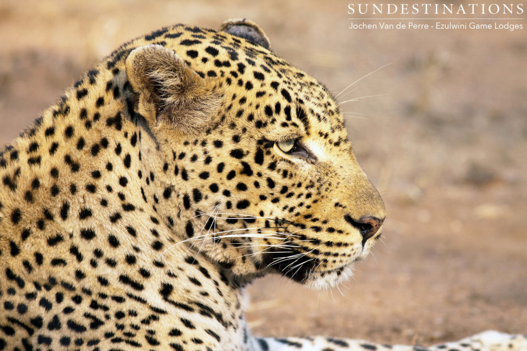 Chavaluthu giving us zero effort, but still managing to impress his audience with his natural good looks!