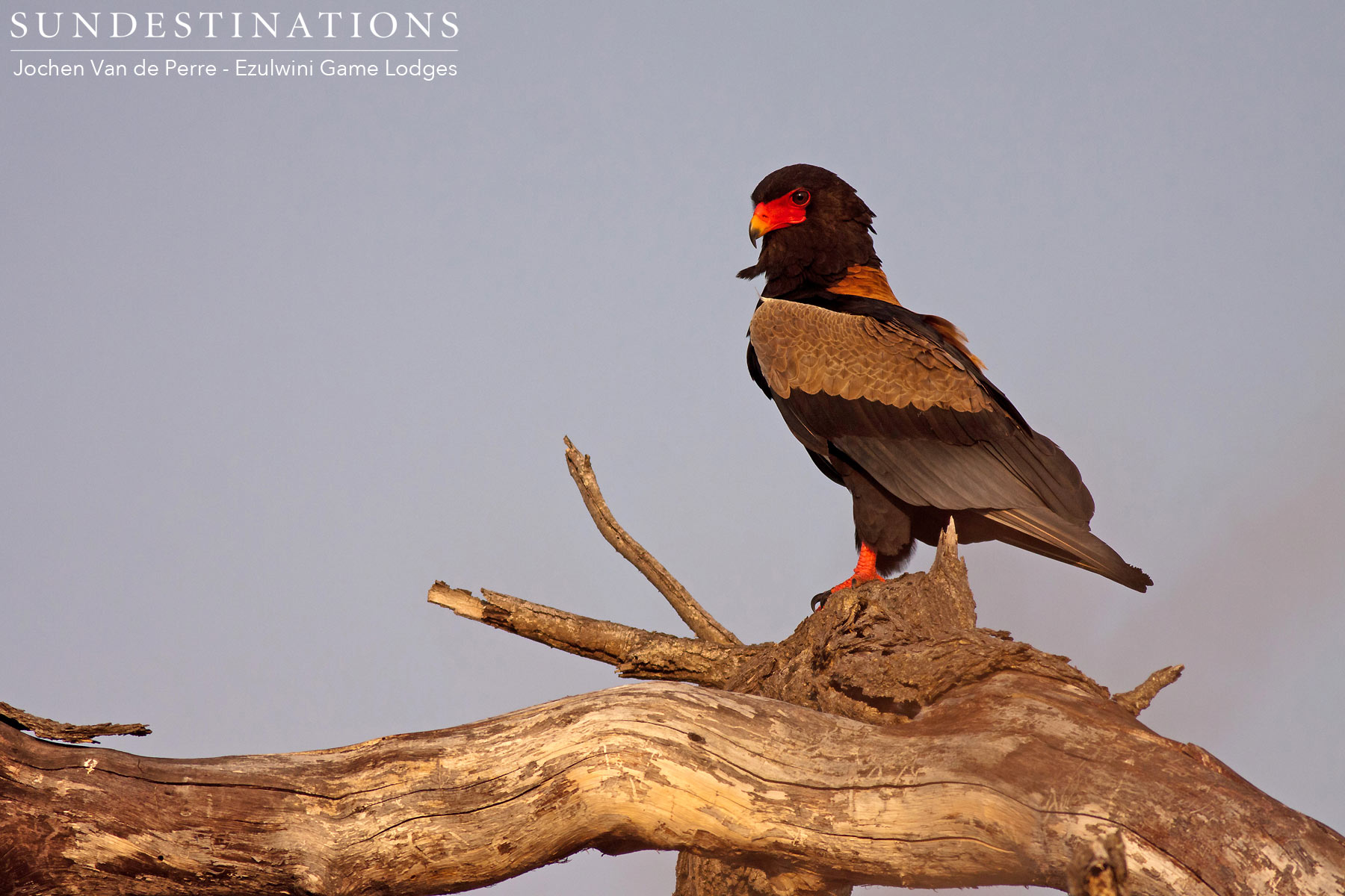 Bateleur Eagle in Sunset