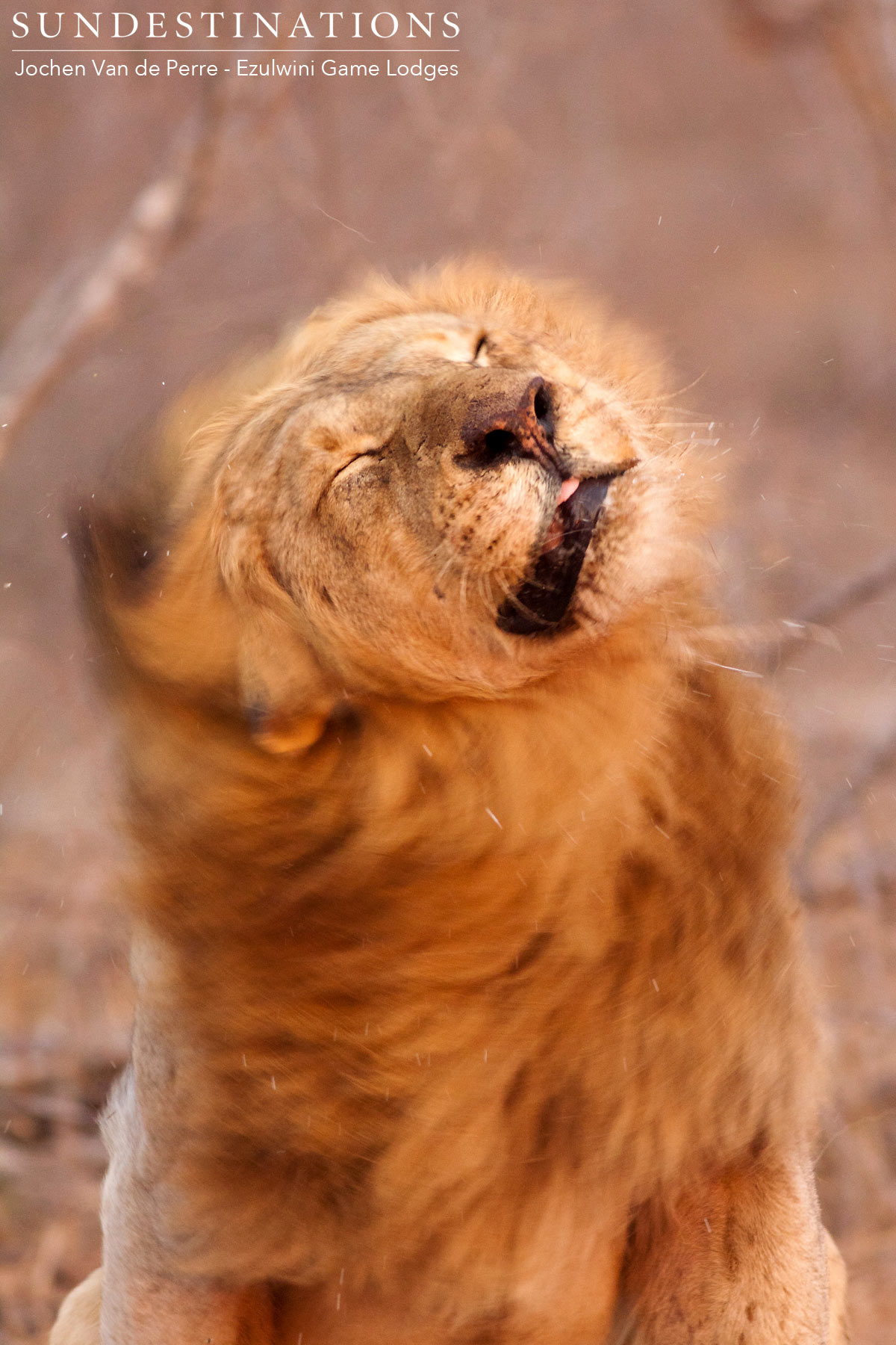 Male Lion Ezulwini