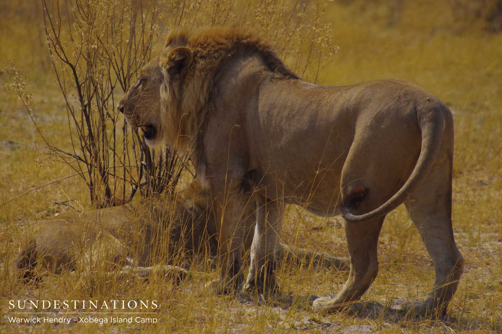 Male Lion in Moremi