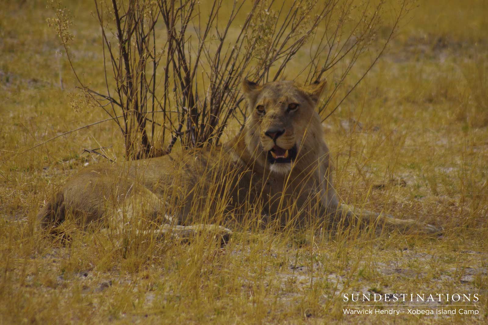 Lions in Moremi