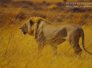 On our return trip after two glorious nights at Xobega Island Camp earlier this week, a group of visitors and myself were fortunate enough to witness an extraordinary scene involving two big cats. It all began with a nice sighting of a young male lion, sprawled full length alongside a termite mound in the shade […]