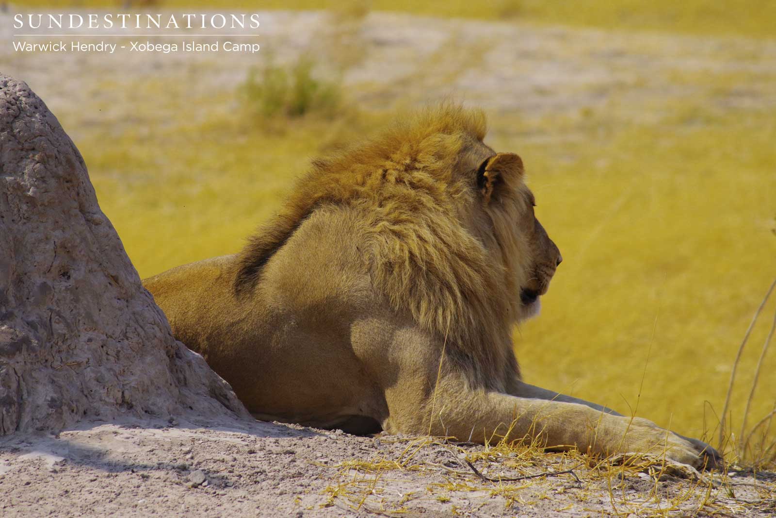 Lions in Moremi, Botswana