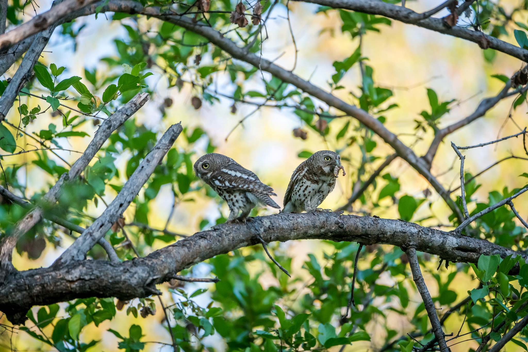 Pearl Spotted Owlets