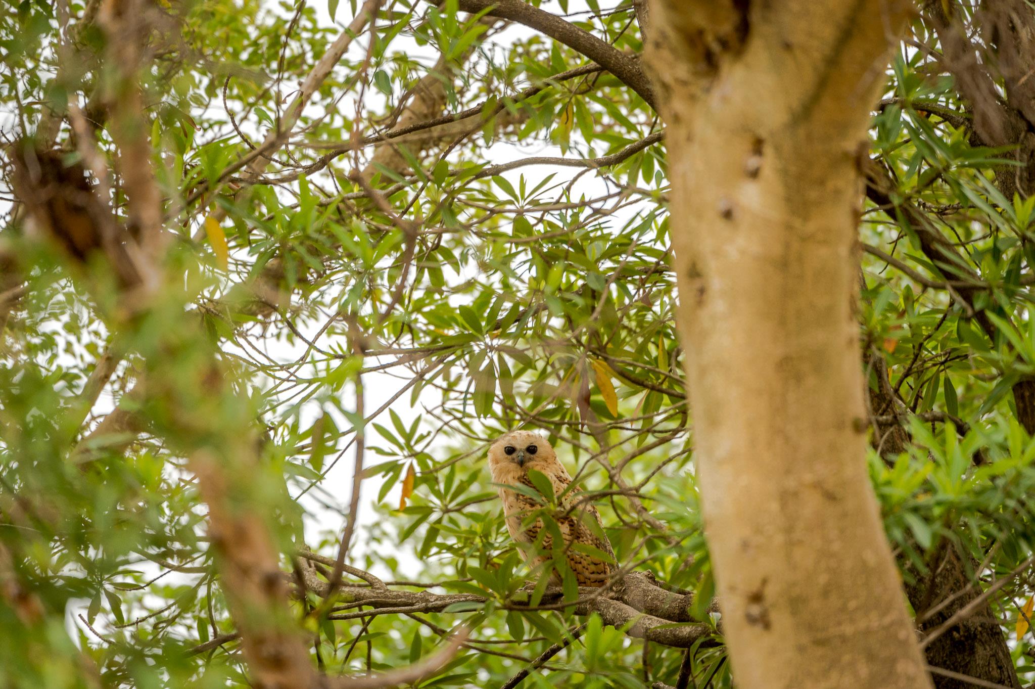 Pels Fishing Owl Kruger