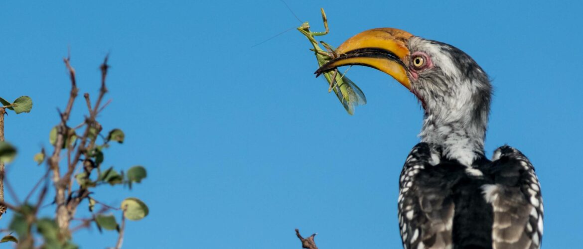 Frequent Flyers: Your Kruger Birding Checklist