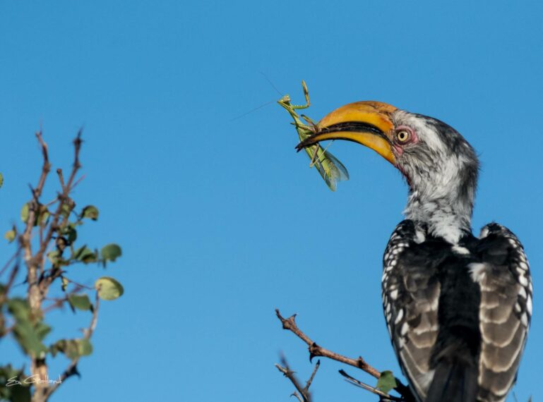 Frequent Flyers: Your Kruger Birding Checklist