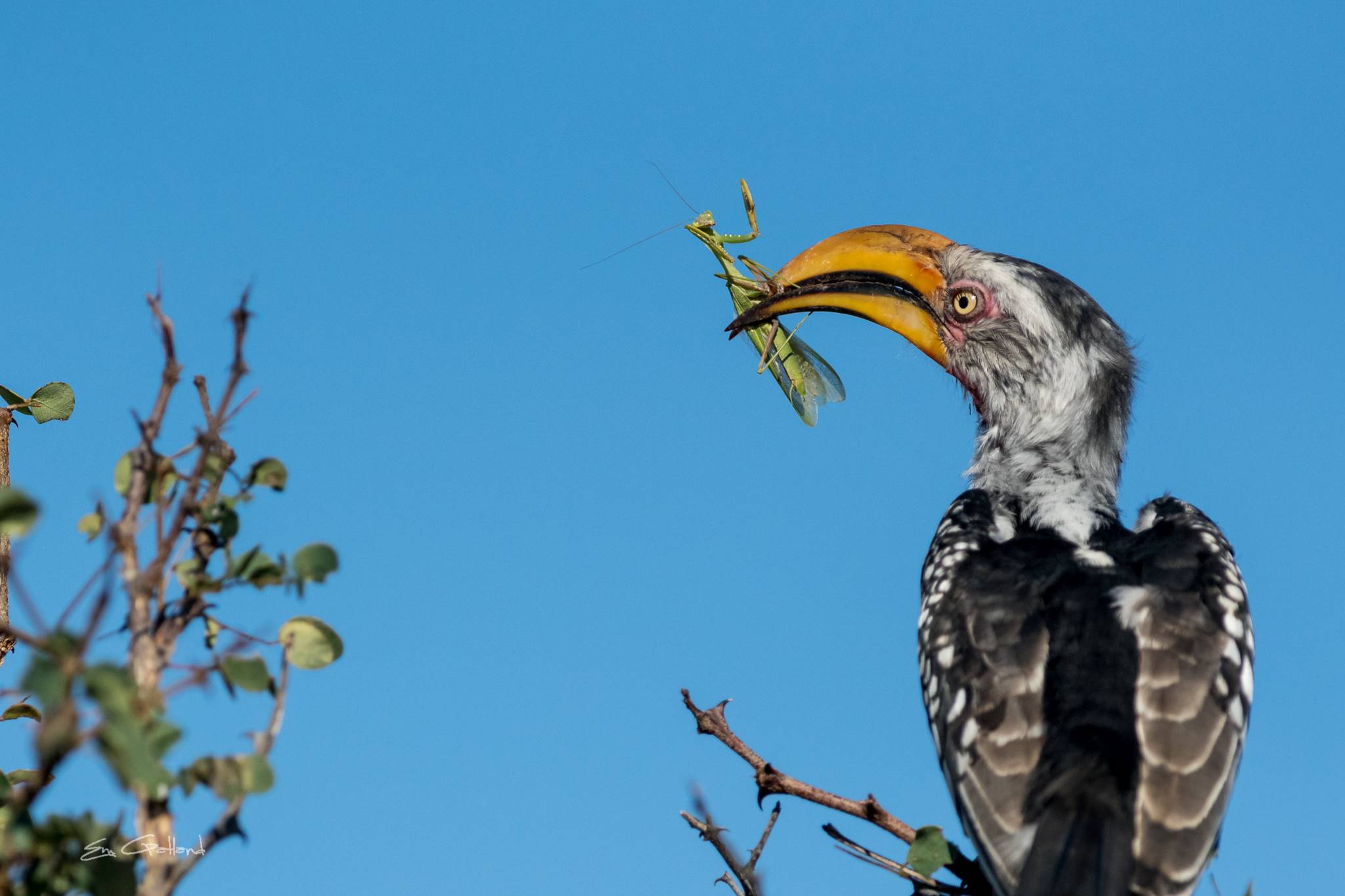 Southern yellow-billed hornbill in Kruger