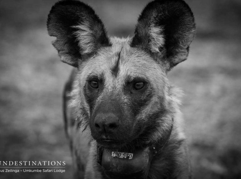 Toulon Pack of Wild Dogs with 10 Puppies