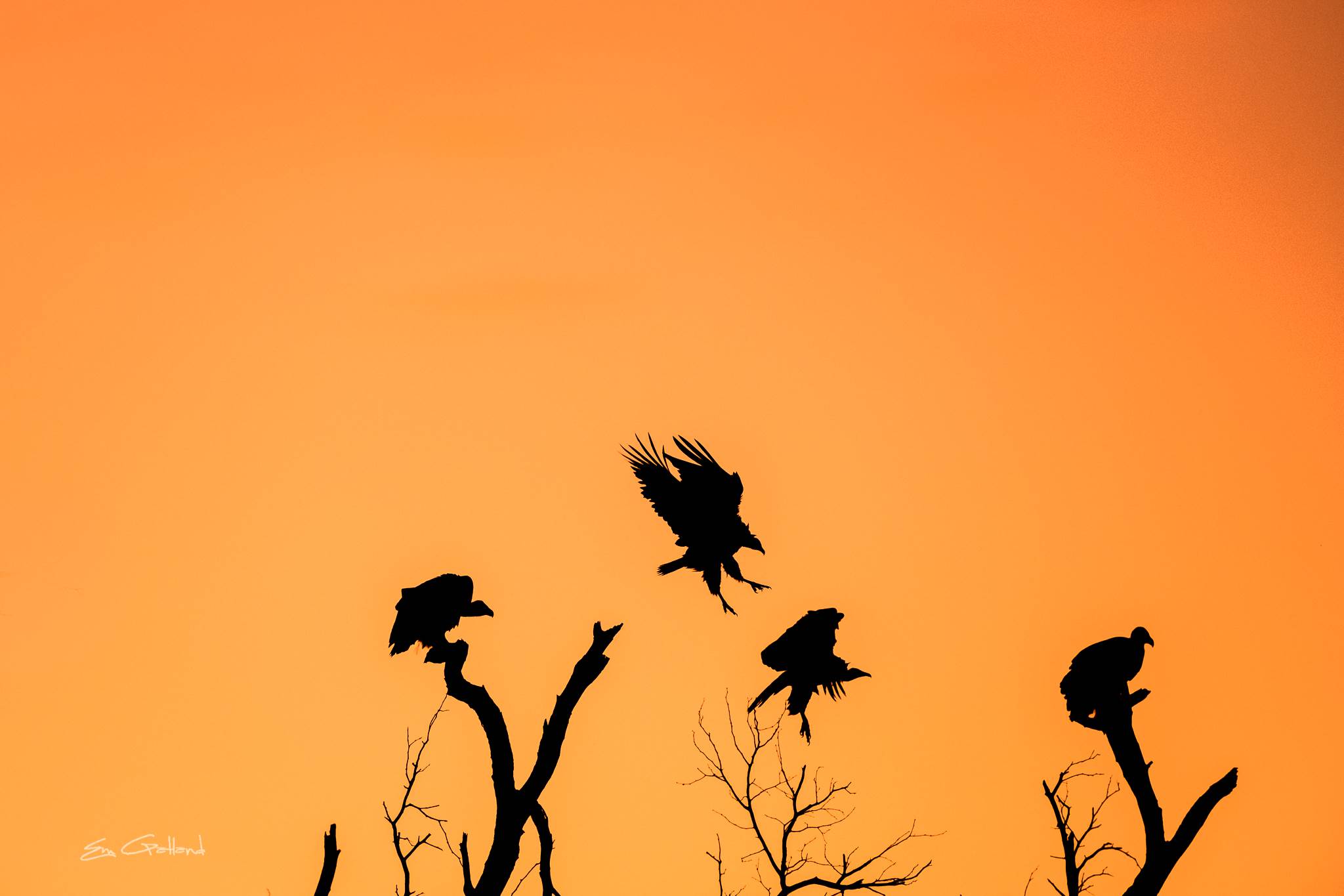 Vultures in Kruger
