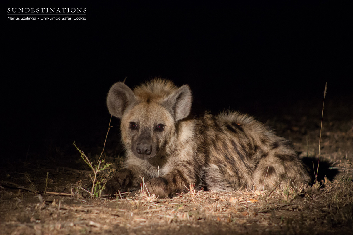 Umkumbe Hyena Cub
