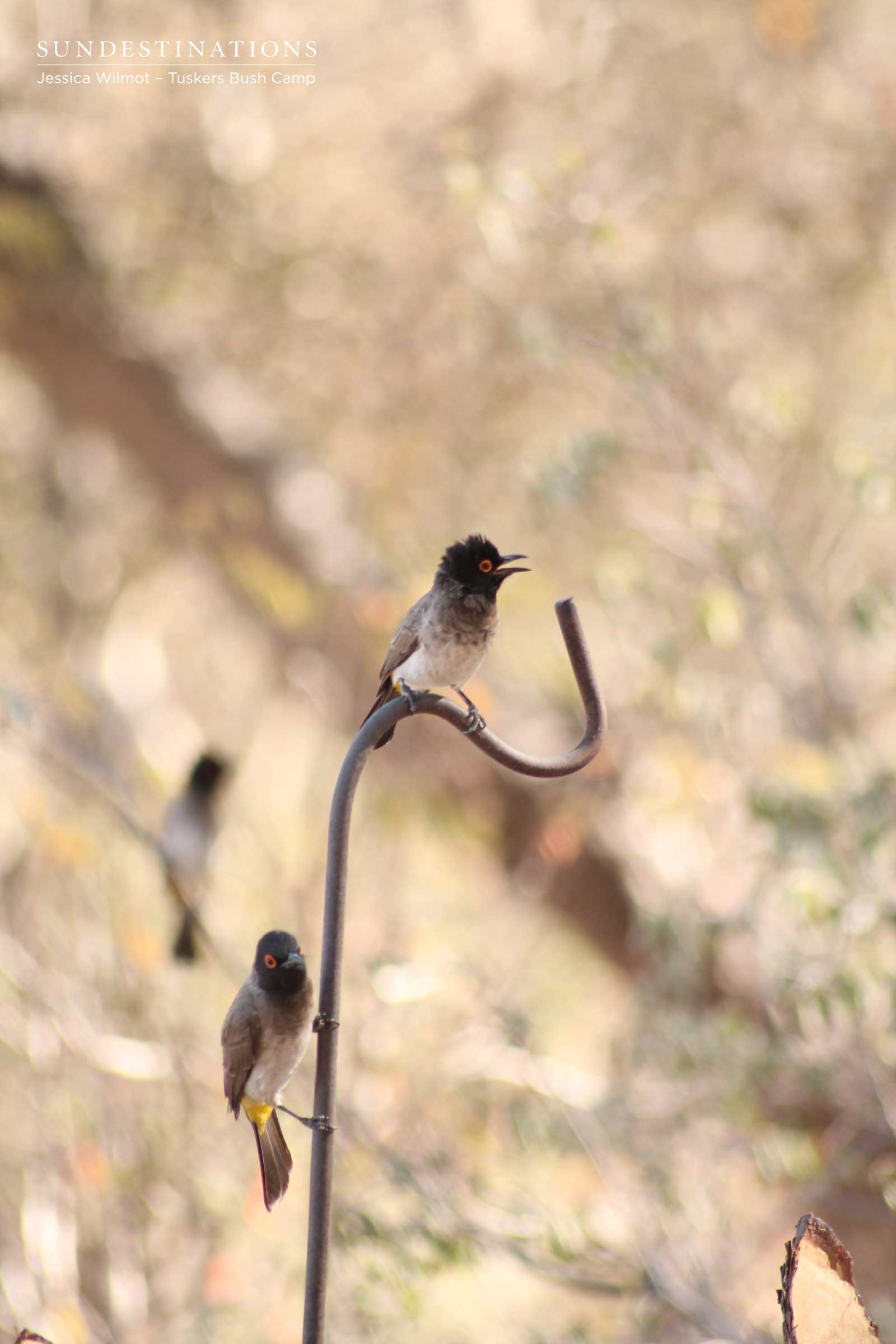 Tuskers Birds - Botswana