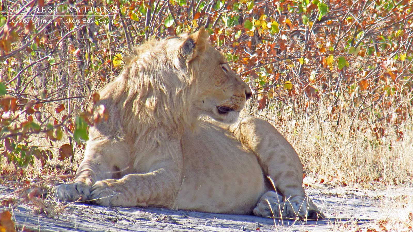 Lion at Tusksers Bush Camp