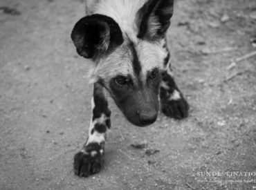 This week in pictures we intend to introduce you to the wonders of spring and the flurry of activity that goes hand-in-hand with the change of seasons. The spring weather is beginning to argue with winter and force it’s sunny disposition onto the arid lands. The Kruger is dry at the moment, but we’re hoping for pitter […]