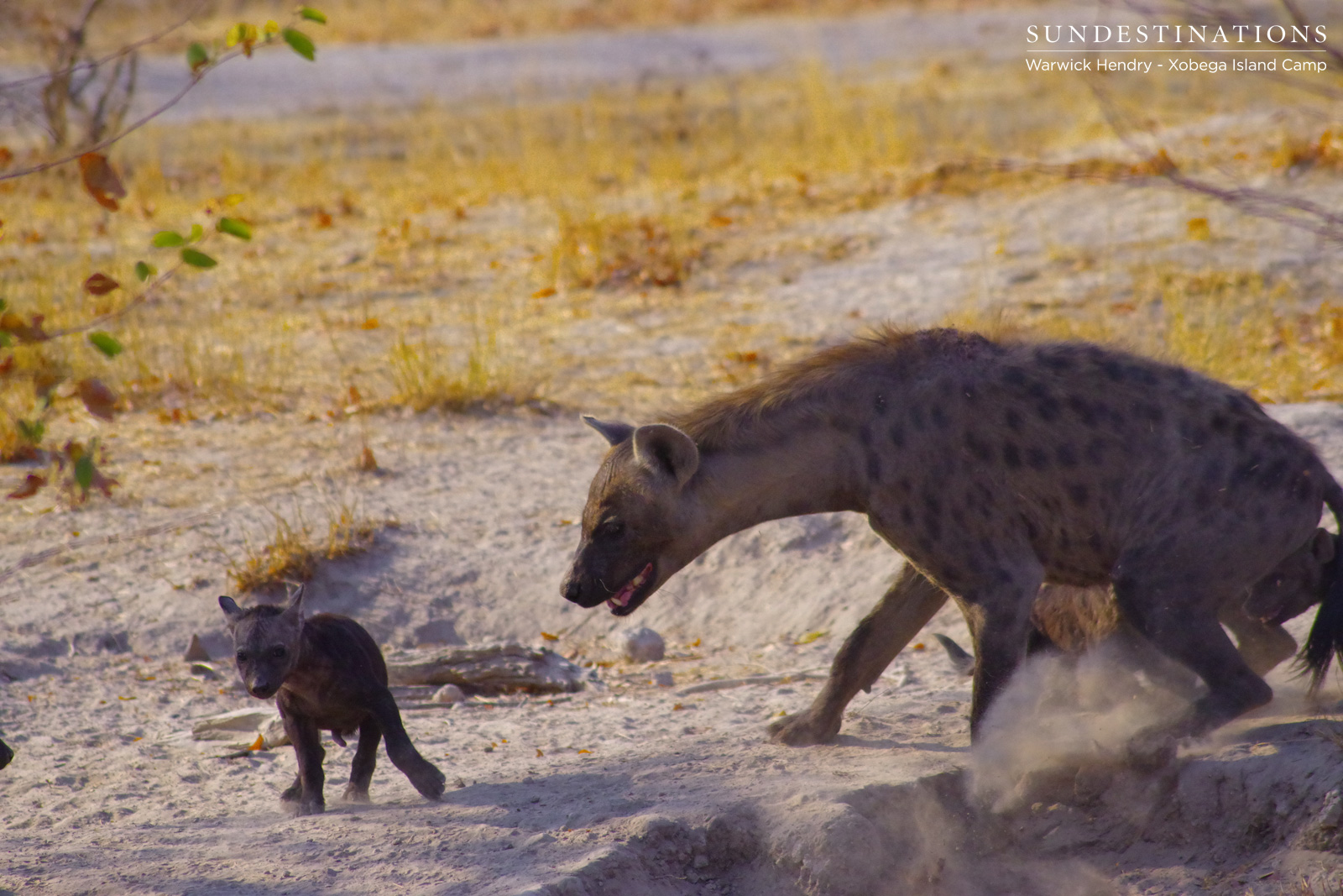 Hyena with Cub