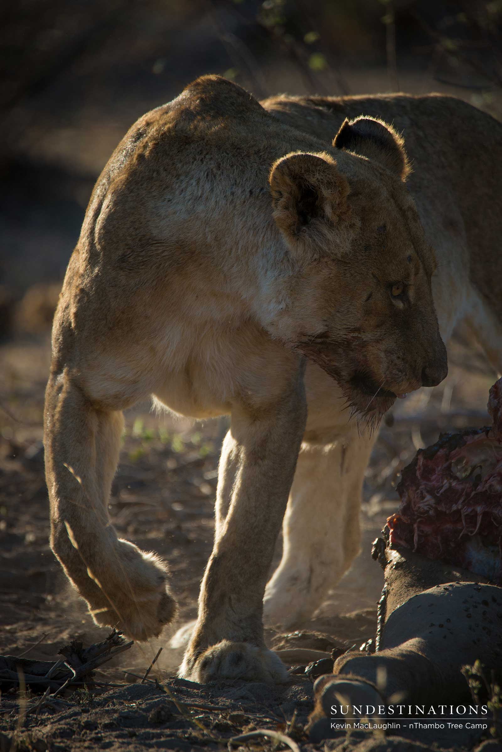 nThambo Lioness Kill