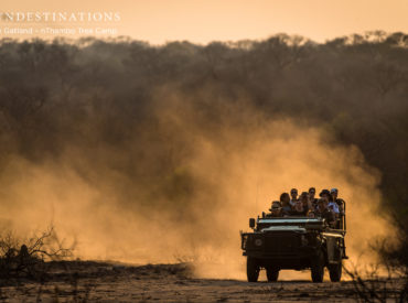 There’s been a gentle patter of rain falling onto the thirsty grounds of the Kruger. Although not enough to make a major dent in the arid bushveld, some rain is better than nothing. And it appears that a wealth of wildlife have emerged from the thickets to display a set of unique behaviours. This week […]