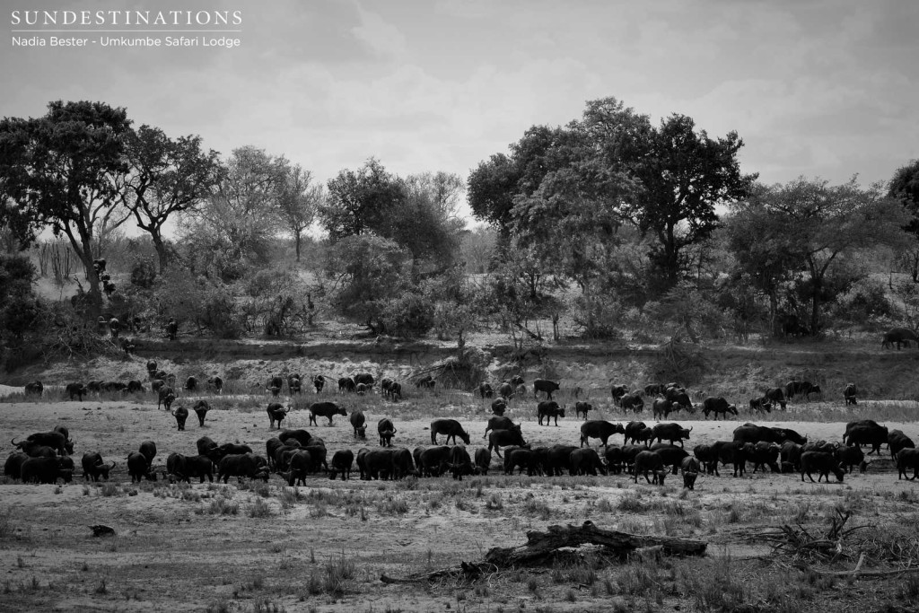 Hundreds of buffalo grazing on the plains of the Sabi Sand. Don't let their cattle-like appearance fool you, these animals are rated the most formidable member of the Big 5. 