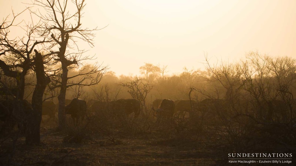 A warm, hazy morning spent with hundreds of buffalo