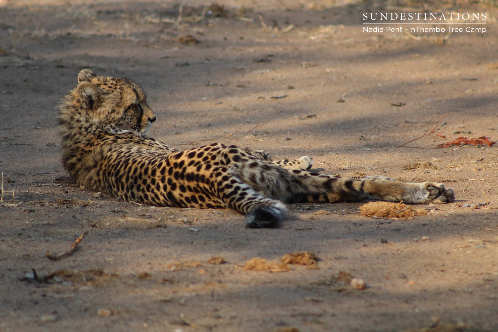 Cheetah Lying Down