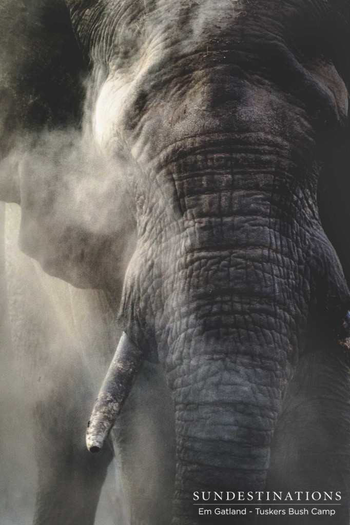 A dust bath in action, capturing the soothing element of the Botswana dust embracing the elephant's leathery skin
