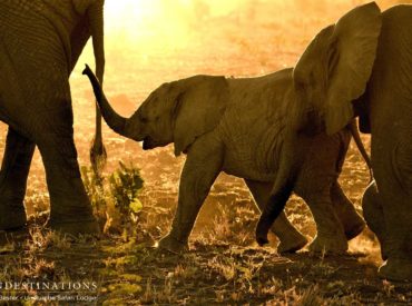 When it comes to wildlife photography, where can we draw the line? There is wild life in everything, from the trees, to the soil, to the birds and the bees. It’s buffaloes and beasts alike that draw our attention at first glance: the rosetted pelt of a leopard streaking through the bush, the flick of a […]