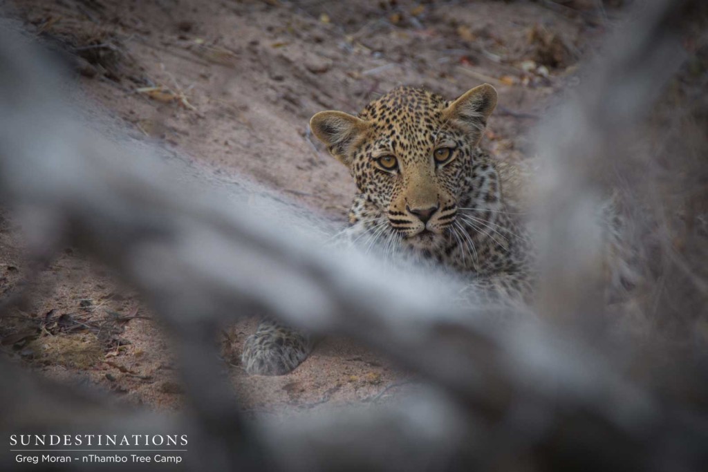 Watching us closely from his hiding place in a drainage line, one of Ross Dam's cubs lies low in the potentially dangerous wilderness he calls home