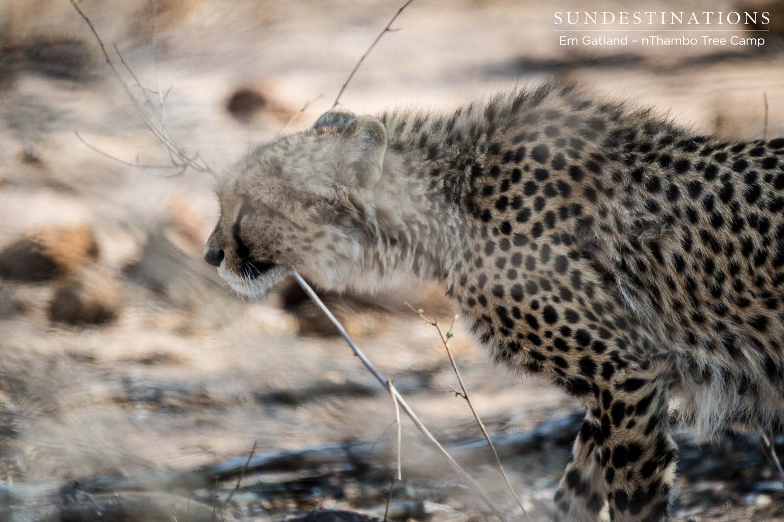 Cheetah at nThambo Tree Camp