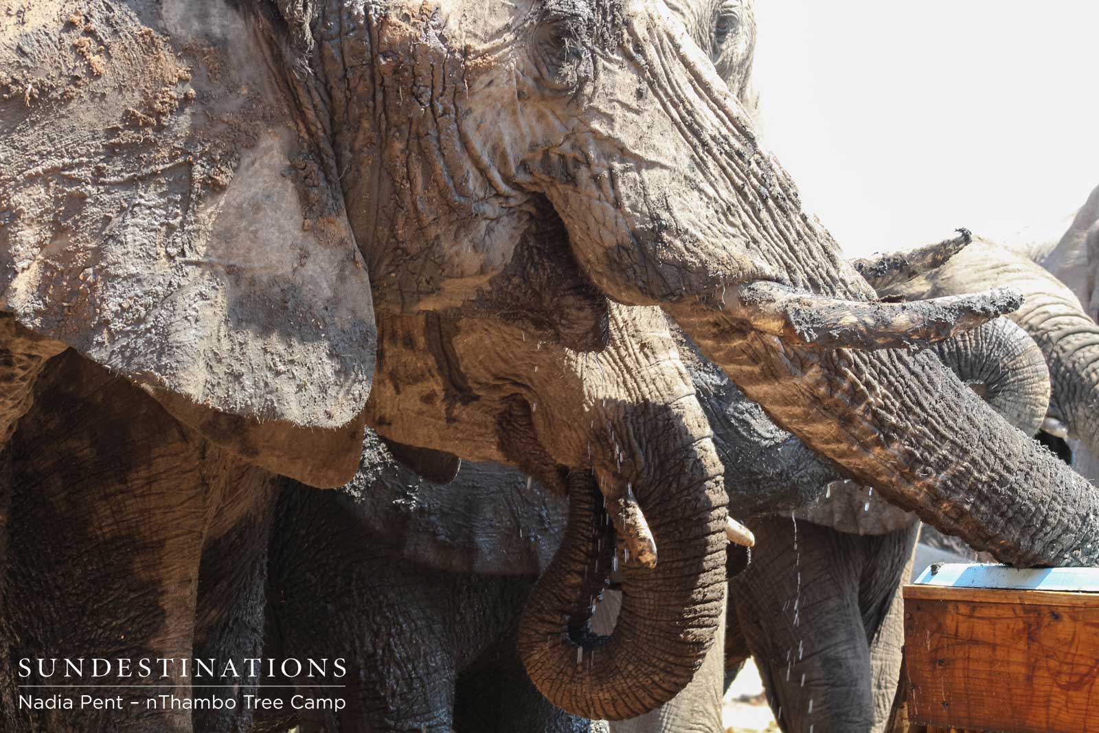 nThambo Elephants at Pool