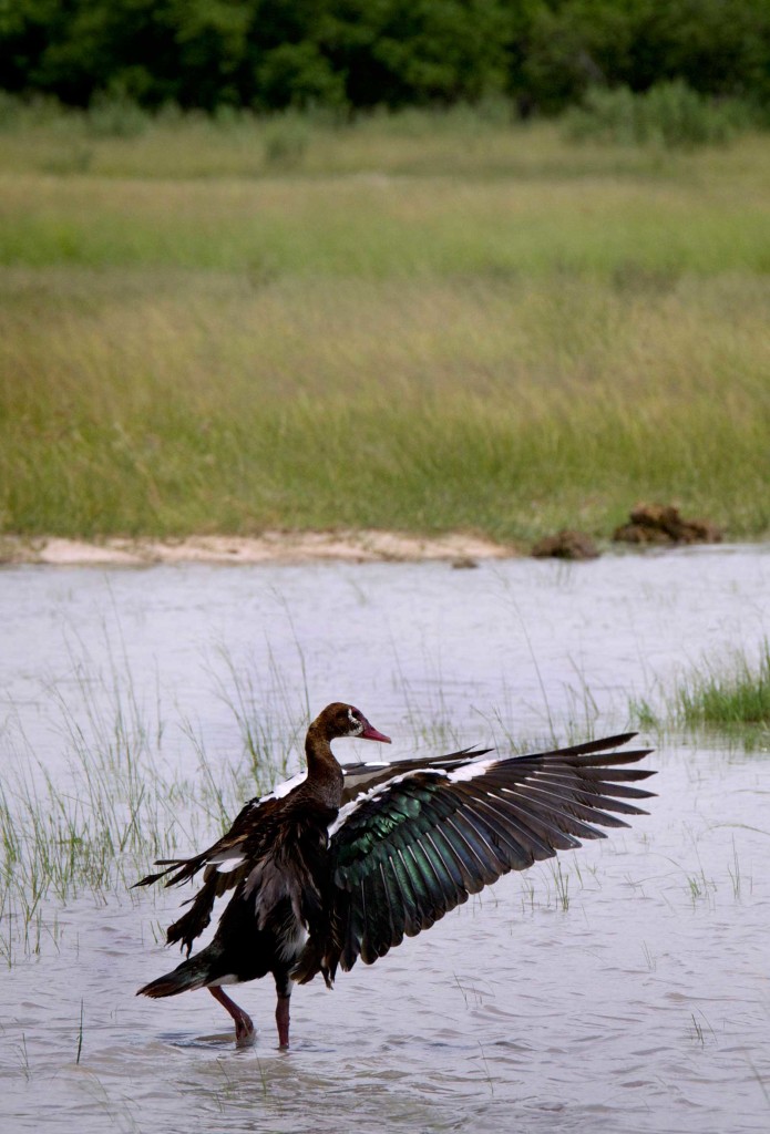 A spurwing goose caught in the action of drying its wings after a bathing session