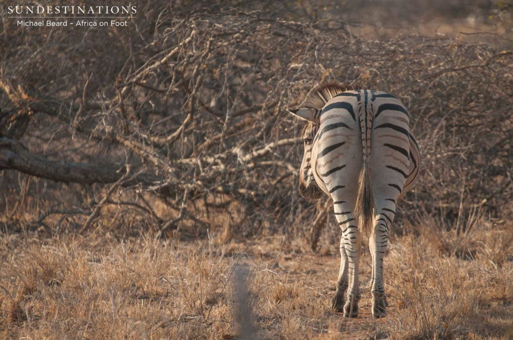 Shy zebra absorbing the morning sunlight