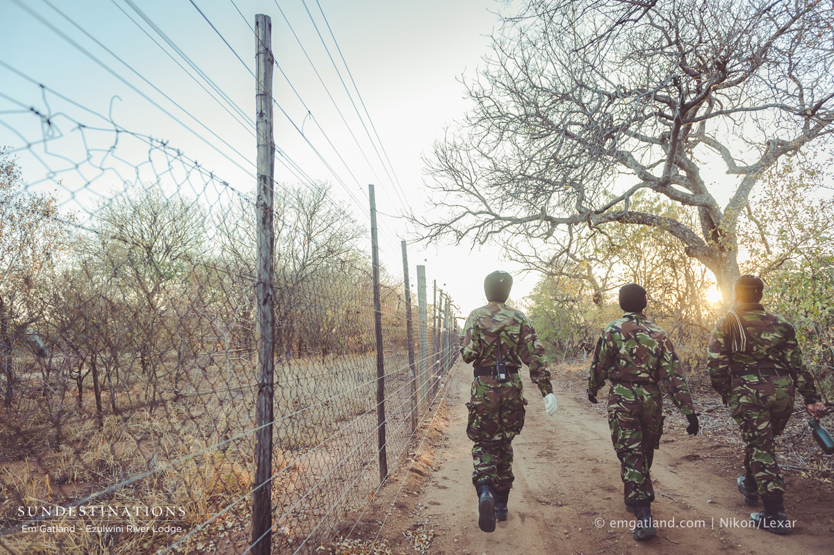 Black Mambas in Balule