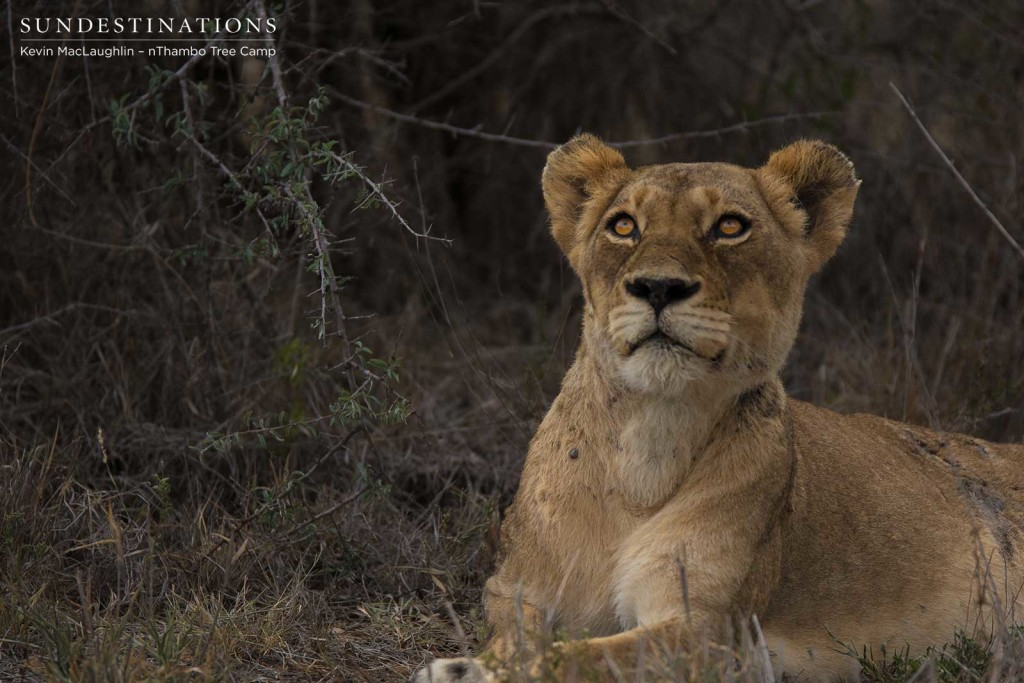 Ross Breakaway lioness