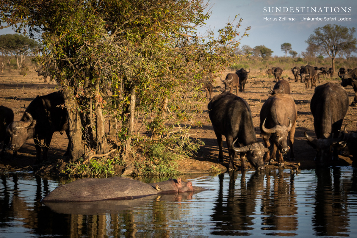 Buffalo and Hippo - Umkumbe
