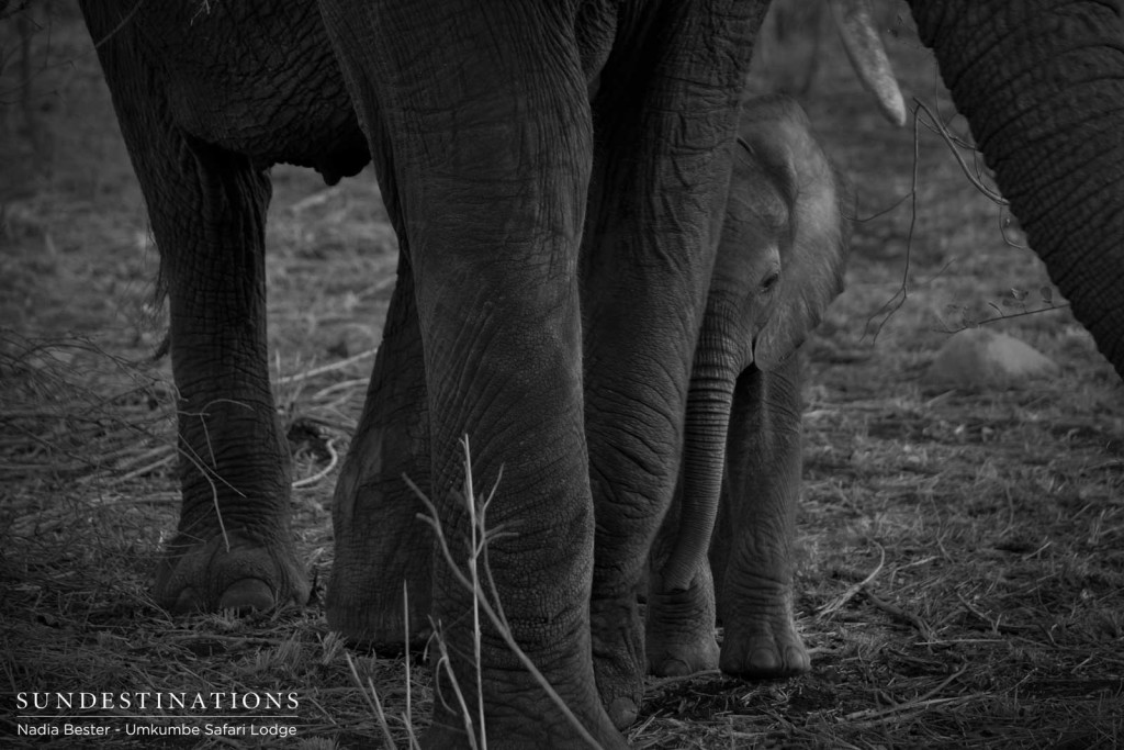 Keeping close: an elephant calf is a target for predators such as lions, but those cats would be fools to take on an elephant mother. 