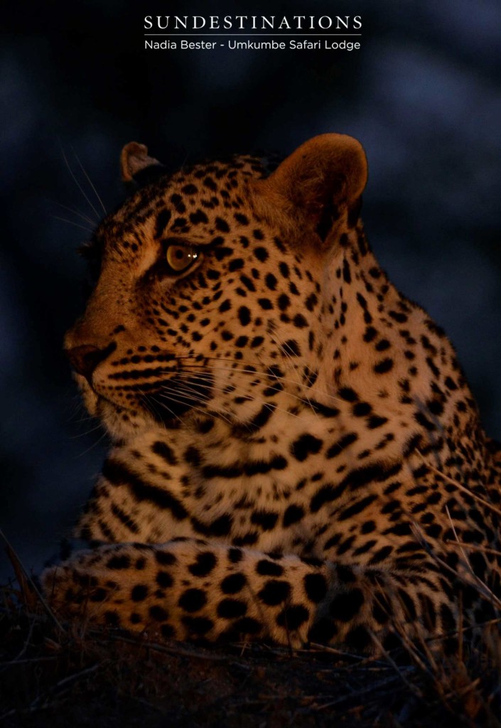 Tatowa giving us a profile shot as we watch her in the light of the spotlight just after dark this week.