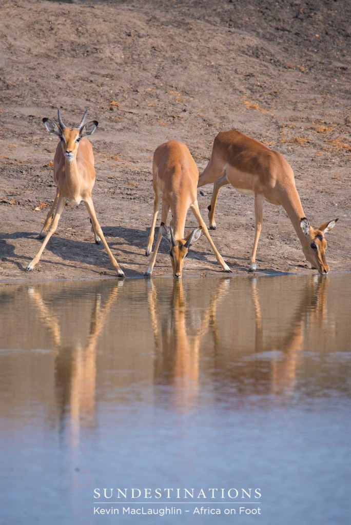Two young males and an impala ewe steady themselves on splayed legs to drink from the potentially dangerous waterhole