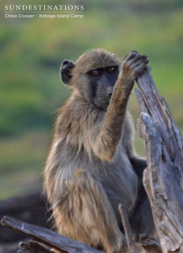 Contemplating life's many mysteries from the comfort of a fallen tree on Xobega Island in the Okavango Delta