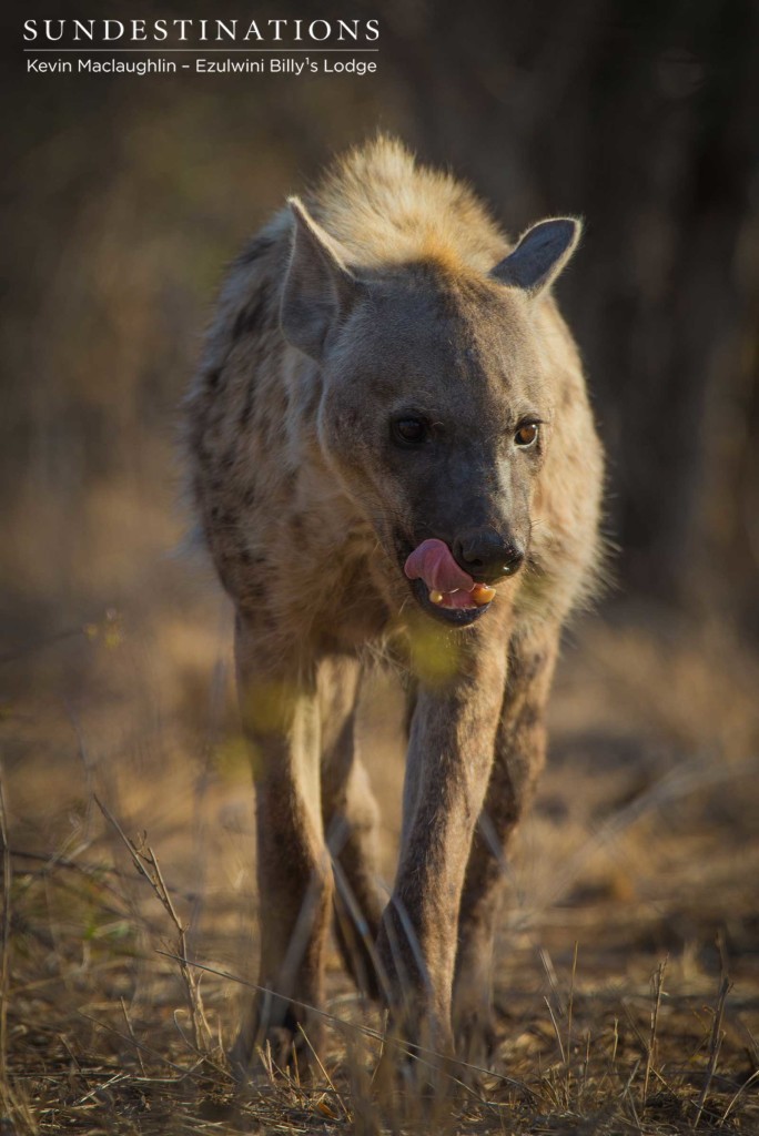 The lion's biggest competitor: the spotted hyena, seen here strutting through the Kruger bushveld, satisfied from a recent meal of impala