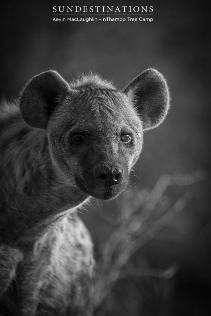 A curious hyena cranes its neck to get a better look at the photographer joining them at the sight of an impala feast