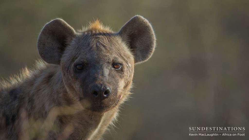 This hyena sighting offered some superb photo opportunities as the hyenas were as curious  about our presence as we were of theirs