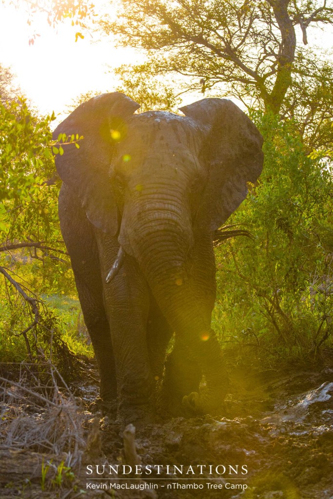 The joys of summer flood this elephant with colour: golden sunshine spills onto his face as the new green trees enclose his recently filled mud wallow