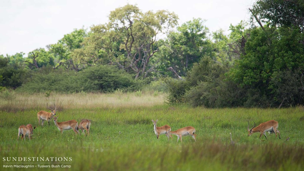 The Delta's unique red lechwe antelope