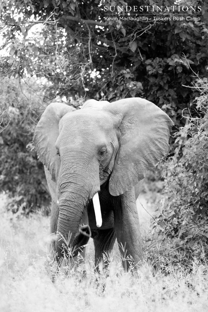 Elephants found in abundance at the Khwai Riverfront