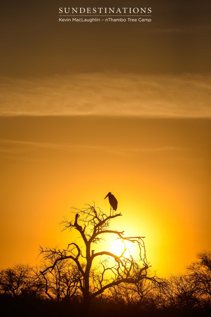 One of nature's 'Ugly 5' - the marabou stork - is illuminated in golden light and given a flattering glow atop its perch in the Klaserie